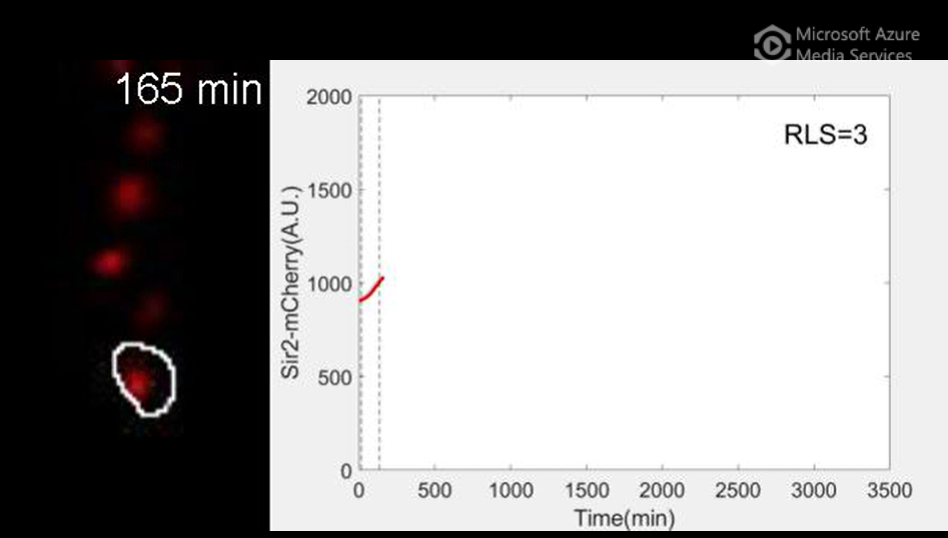 Oscillations