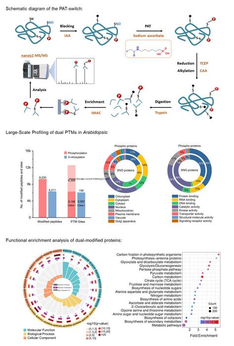Profiling of protein phosphorylation and S-nitrosylation in Arabidopsis via PAT-switch