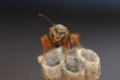 Social Wasps Recognize Each Others' Faces (3 of 6)