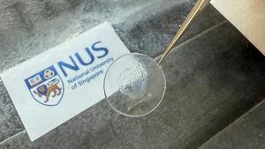 New biomaterial developed by NUS researchers shows how ageing in the heart could be reversed (Photo 3)