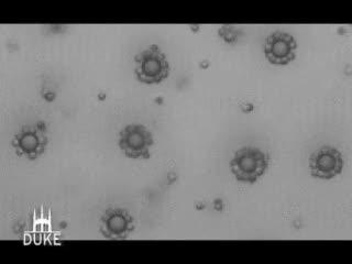 Magnetic Field Assembles Fractal Structures