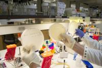 Lambda Virus in the Lab