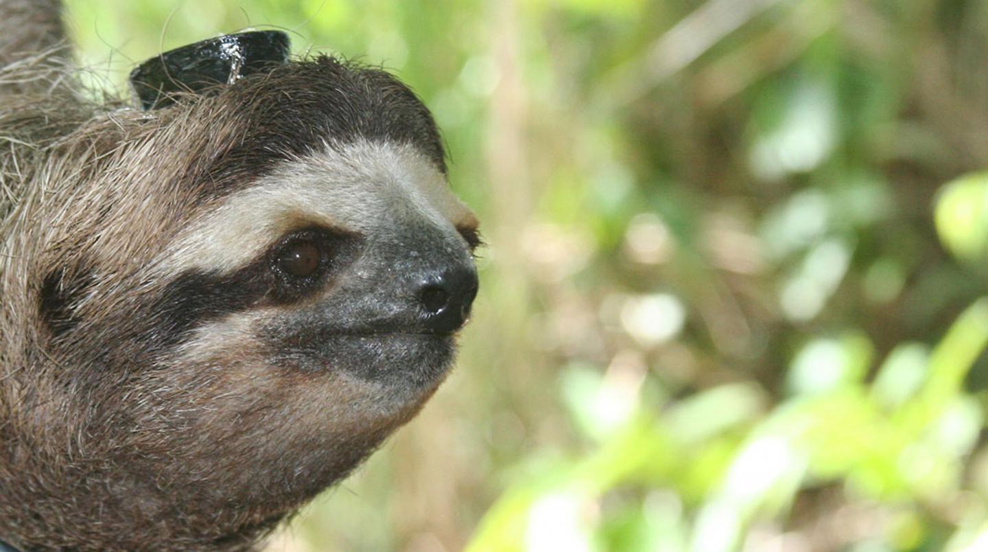 Sloth Wearing EEG/EMG Recorder