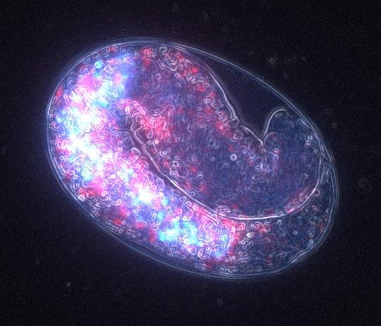 CRG Celegans Embryo