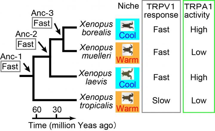 Thermal Properties of Heat Sensors among Clawed Frog Species Adapted to Different Thermal Niches