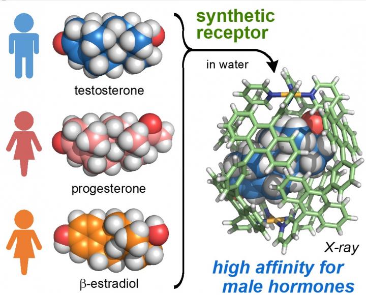 The Synthetic Receptor Preferentially Binds a Male Hormone