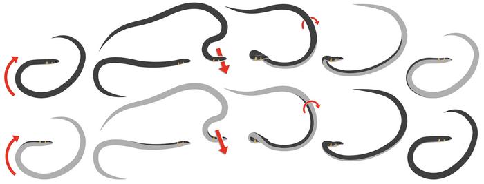 How dwarf reedsnakes roll