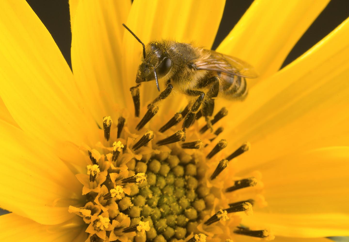 Honey Bee Gathering Pollen and Nectar
