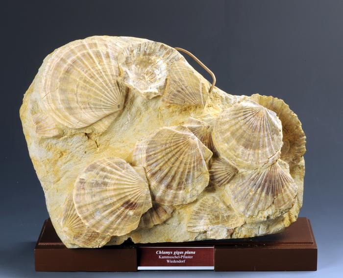 Scallops of the species Oopecten gigas (Schlotheim, 1813)