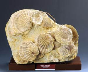 Scallops of the species Oopecten gigas (Schlotheim, 1813)