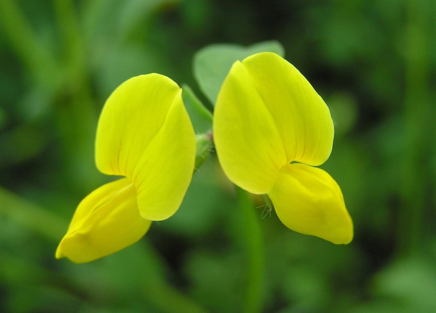 <em>Lotus japonicus</em>