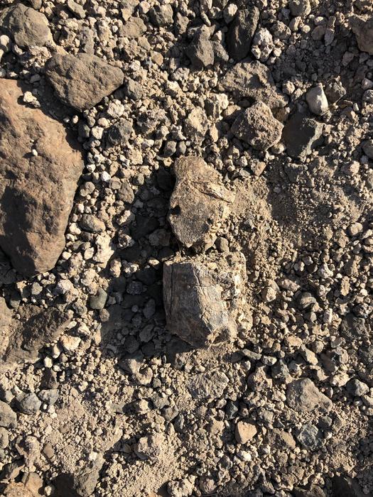 Fossils in discovery location