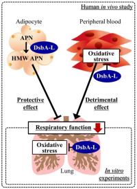 DsbA-L Protects Lung Functions 