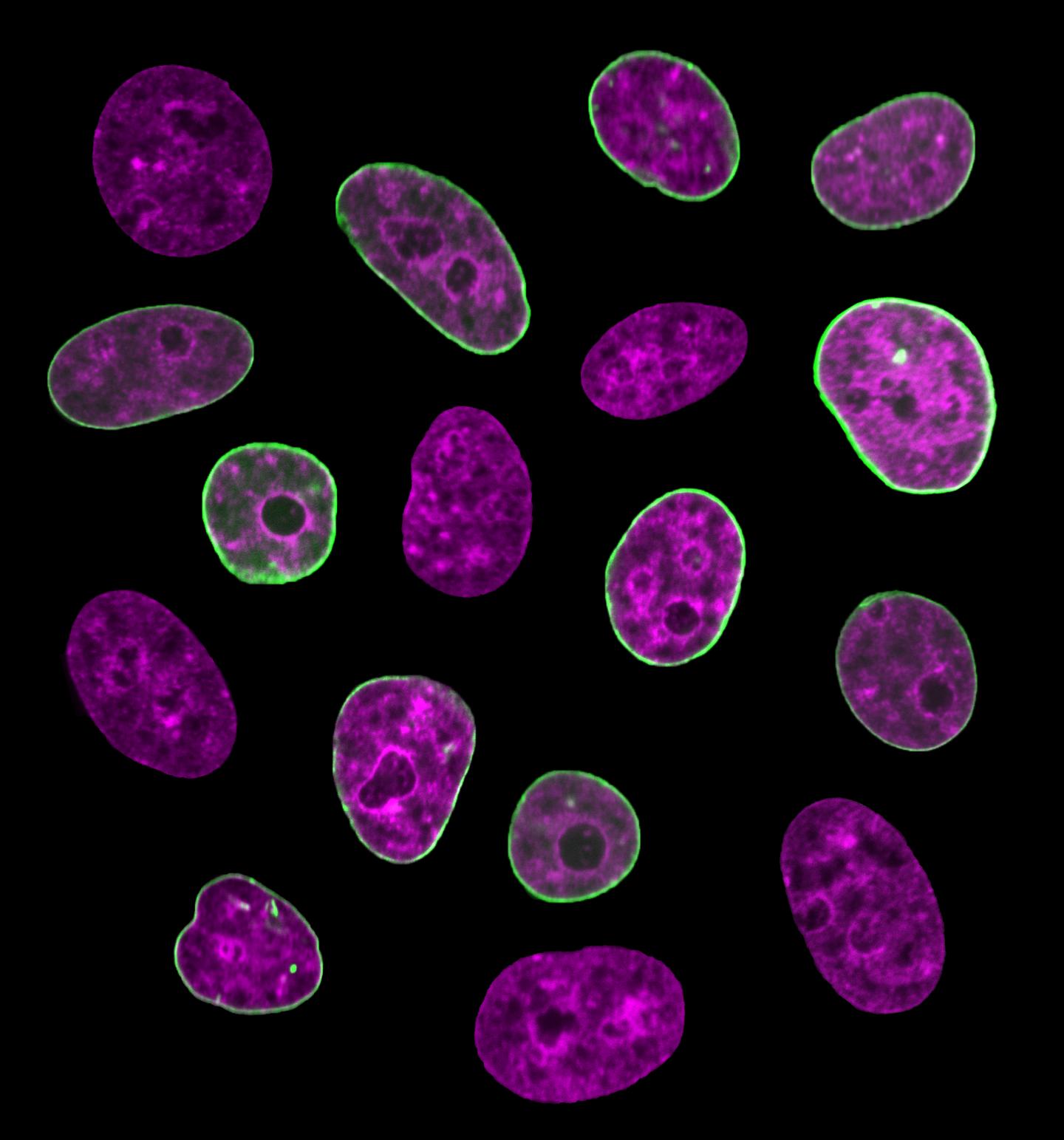 Researchers Find "Internal Clock" within Live Human Cells