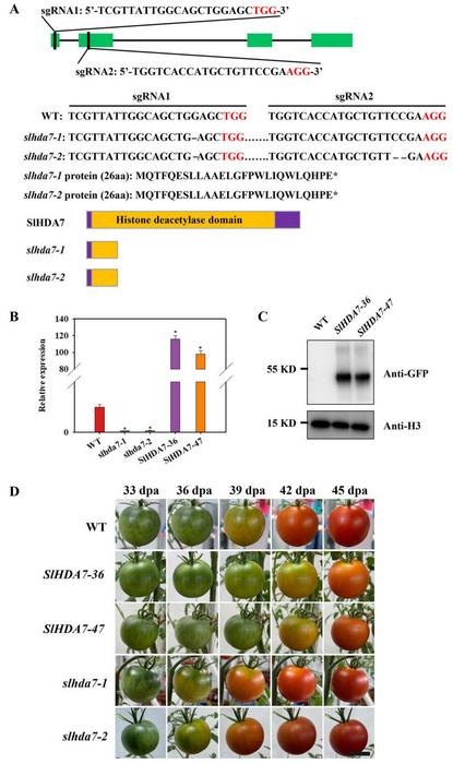 SlHDA7 represses tomato fruit maturation.