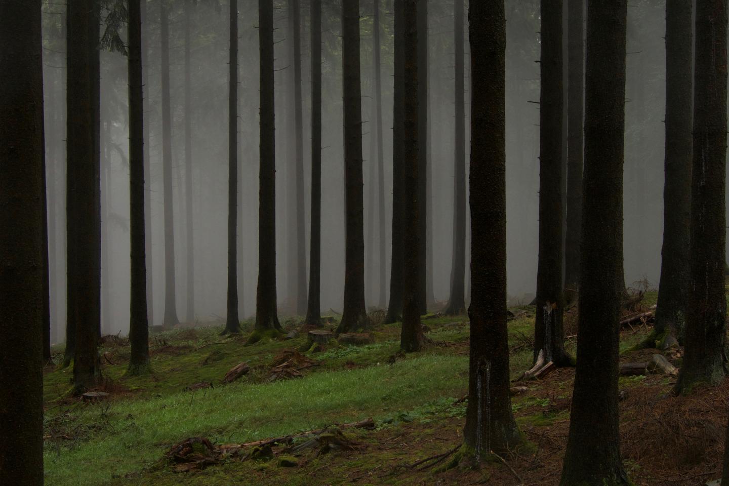 Spruce (<i>Picea abies</i>) Forest