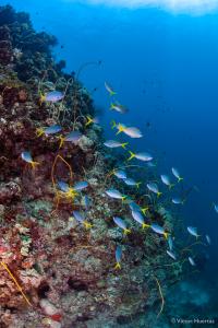Red-belly Yellowtail on Reef