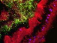 Fluorescence in situ Hybridization (FISH) of Symbiotic Bacteria