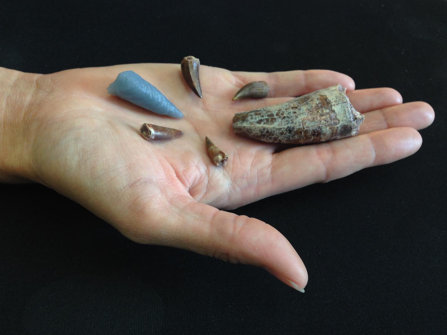 Hand and Teeth