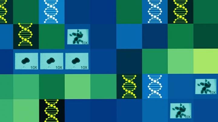 Illustration: HIV Gene Expression and Reservoir Cells
