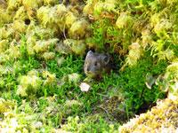 Pika Peering from Moss