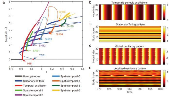 Bifurcation structure underlying localized oscillatory patterns
