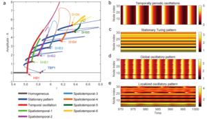 Bifurcation structure underlying localized oscillatory patterns