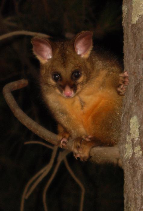 A common brushtail possum in regional Victoria, Australia