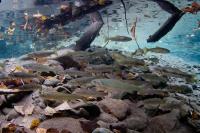 Westslope Cutthroat and Bull Trout