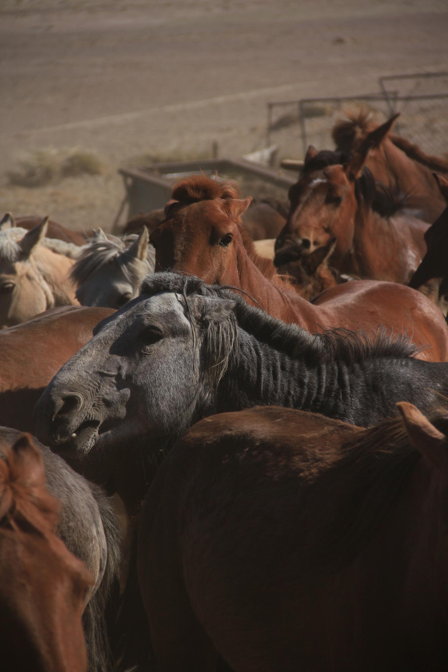 Mongolian Horses