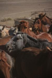Mongolian Horses