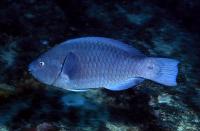 Greenbeak Parrotfish