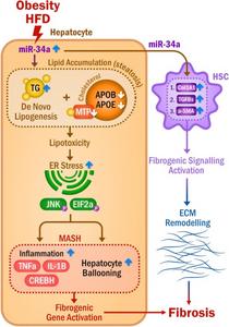 Increased miR-34a mediates pathophysiological communication between hepatocytes and HSCs in liver fibrosis.