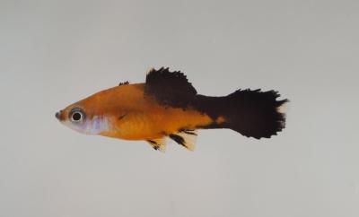 Platyfish