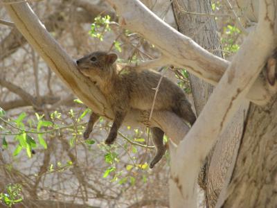 Hyrax