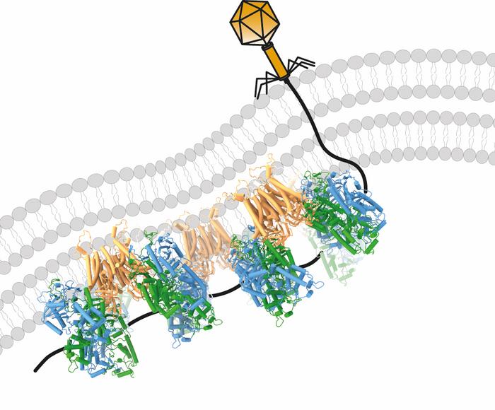 How Kiwa defends bacteria
