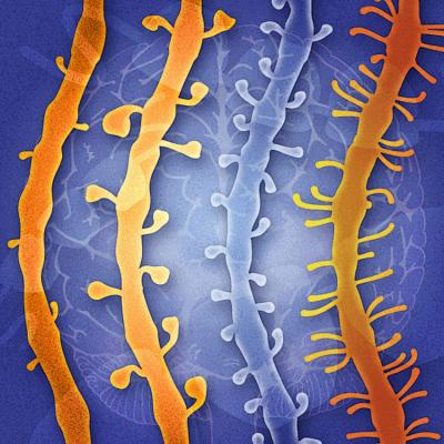 Dendritic Spines