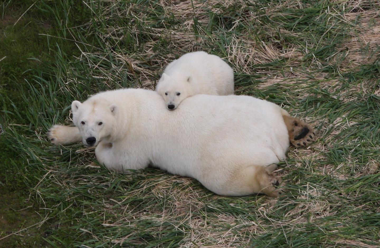 Mother Bear and Cub