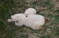 Mother Bear and Cub