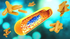 TB bacteria