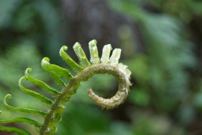 Newly Emergent Frond of <i>Polystichum munitum</i>