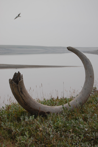 Humans did not cause woolly mammoths to go extinct – climate change did