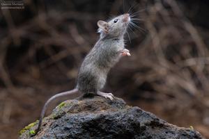 Photo of a mouse (Mus musculus), a species whose brain endocast was examined in the current article by Martinez et al.