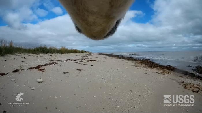 polar bear collar view