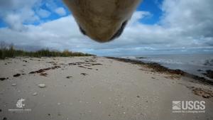polar bear collar view