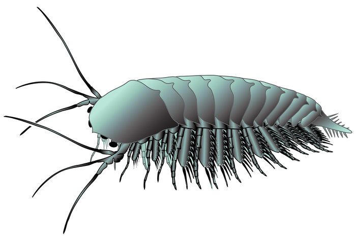Artist's reconstruction of Leanchoilia