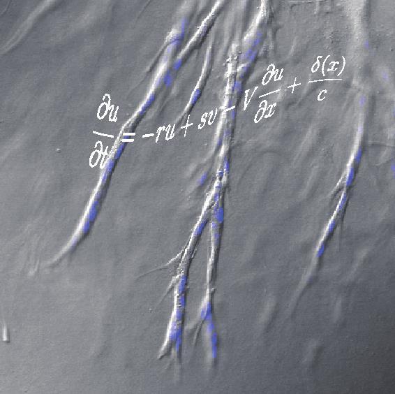 Cellular Mechanisms Behind Angiogenic Morphogenesis