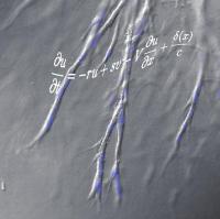 Cellular Mechanisms Behind Angiogenic Morphogenesis