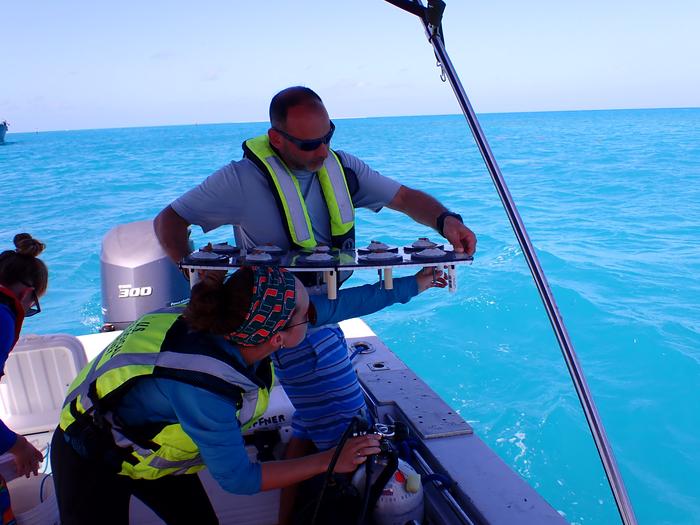 Scientists deploy experimental elkhorn corals to Dry Tortugas to test introduction of new genetic diversity