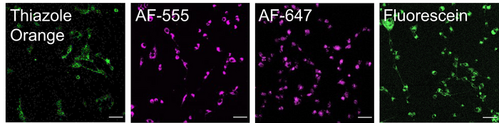 Delivery into cells